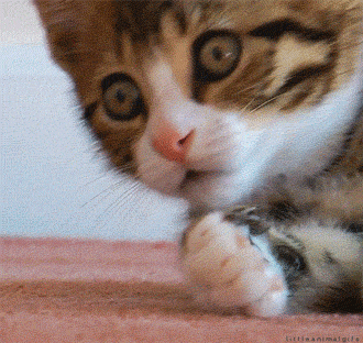 Happy Cat Sticker